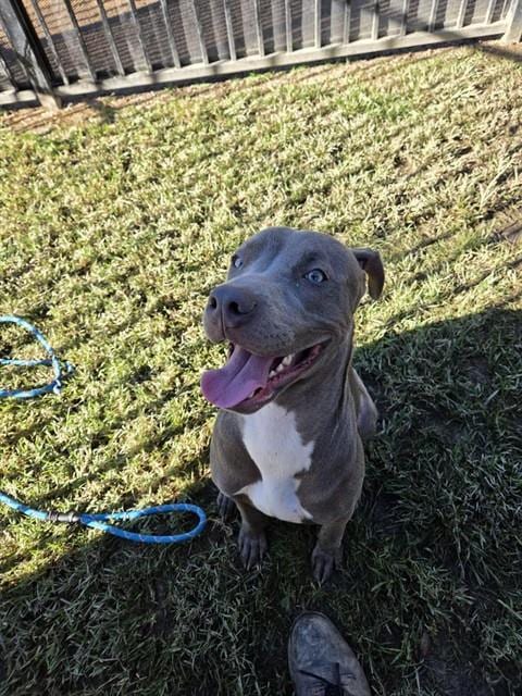 Photo of Tito, adoptable Pit Bull Terrier in Riverside, California
