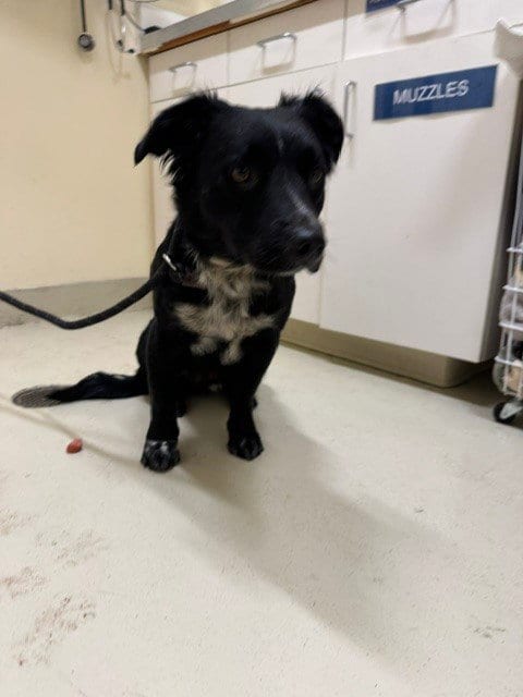 Photo of Junior, adoptable Border Collie in Fremont, California