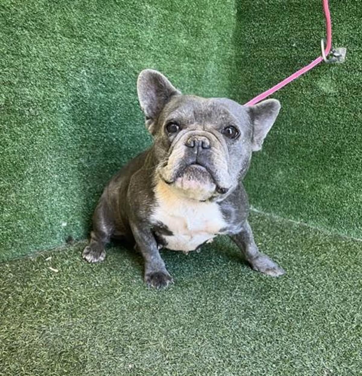 Photo of Pinky, adoptable French Bulldog in Lancaster, California
