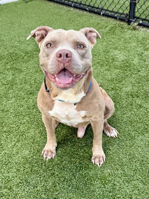 Photo of Eugene, adoptable Pit Bull Terrier in Dallas, Texas