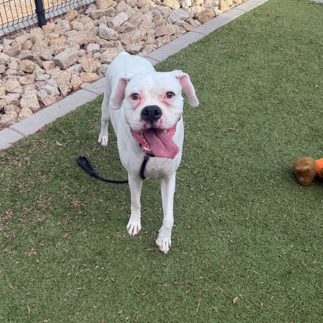 Photo of Missy 15955, adoptable Boxer in Phoenix, Arizona
