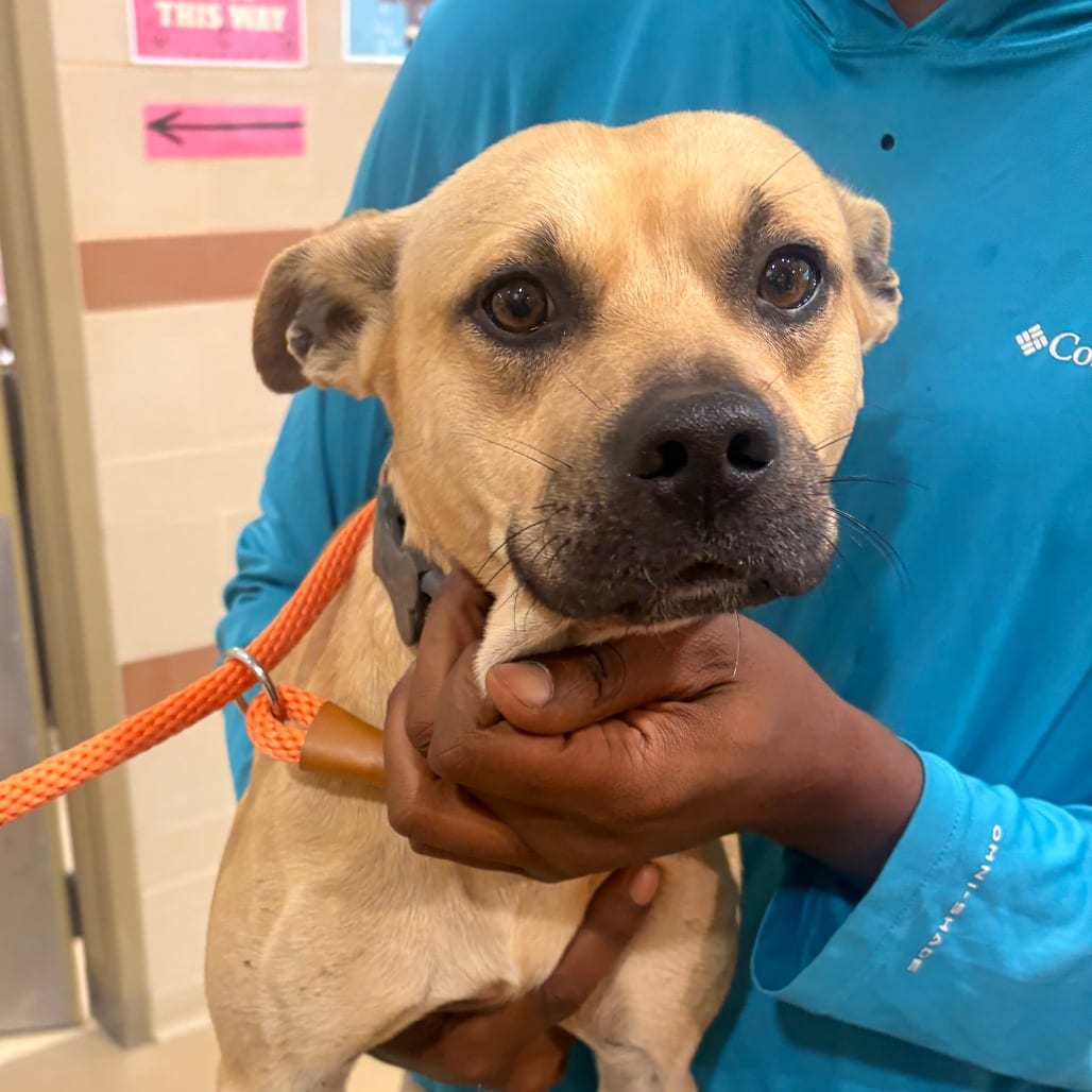Photo of Zeroni, adoptable Mixed Breed (Medium) in Winston-Salem, North Carolina