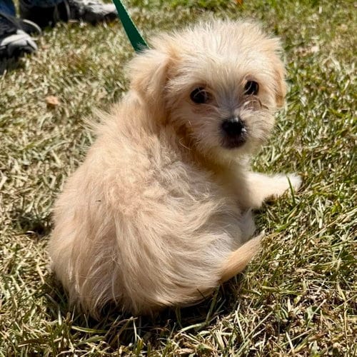 Photo of Jolene, adoptable Shih Tzu in Spring Lake, North Carolina