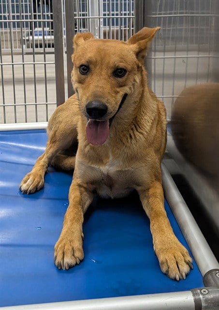 Photo of Chauncey, adoptable German Shepherd Dog in Camarillo, California