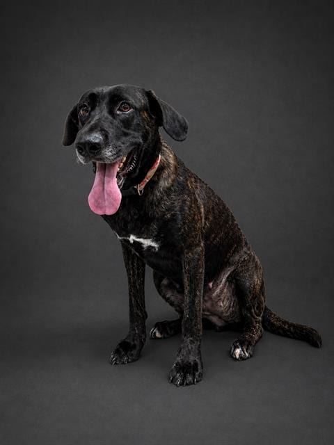 Photo of Gypsy, adoptable Labrador Retriever in Winter Haven, Florida