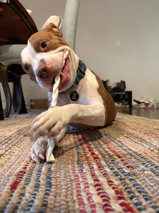Photo of Tiana, adoptable dog in Atlanta, Georgia