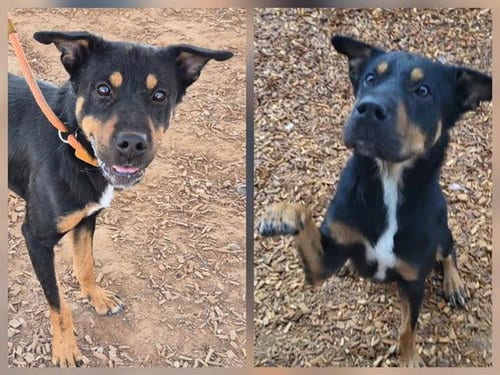 Photo of Beast, adoptable Doberman Pinscher in Albuquerque, New Mexico