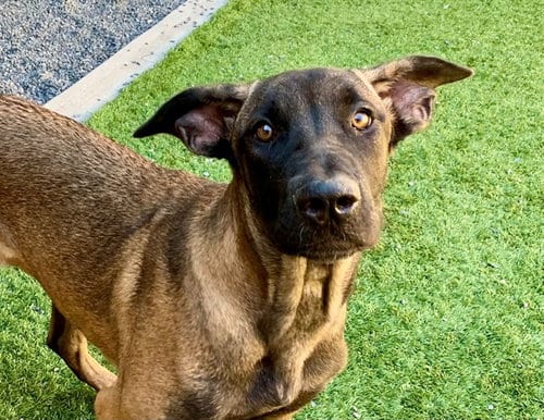 Photo of Sindee, adoptable Belgian Shepherd Malinois in Moreno Valley, California