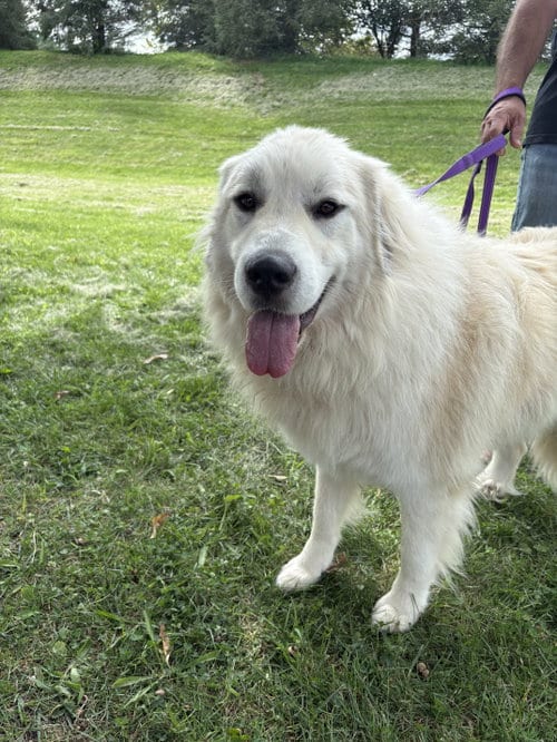 Photo of Jones, adoptable Great Pyrenees in Parker Ford, Pennsylvania
