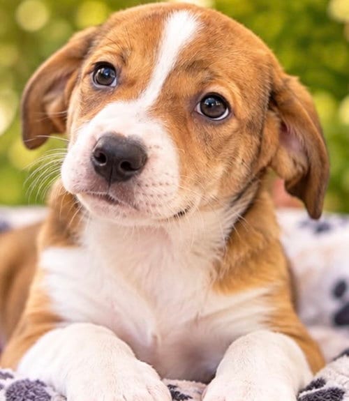Photo of Ana, adoptable Australian Shepherd in Margate, Florida