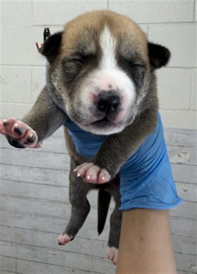 Photo of Pluto, adoptable Pit Bull Terrier in San Bernardino, California