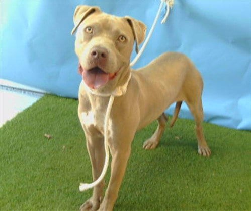 Photo of Garnet, adoptable Pit Bull Terrier in Gardena, California