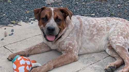 Photo of Huckleberry, adoptable Australian Cattle Dog/Blue Heeler in San Antonio, Texas