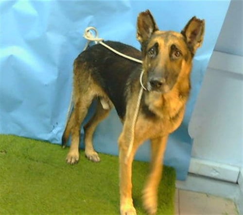 Photo of Gerry, adoptable German Shepherd Dog in Gardena, California