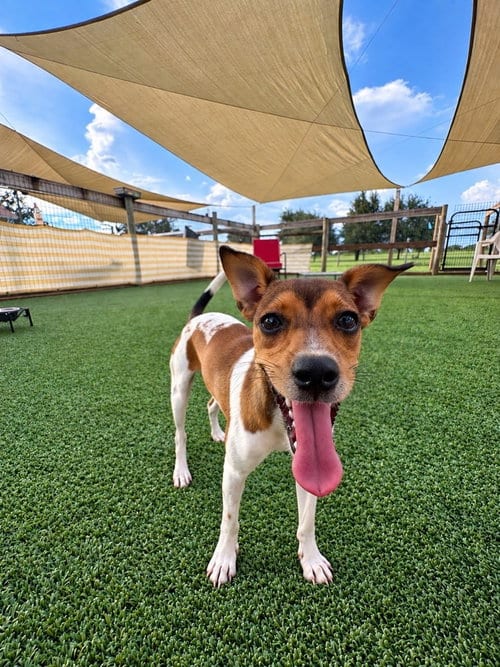 Photo of Sugar Hill, adoptable Chihuahua in oakland, Florida