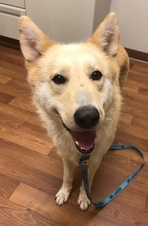 Photo of Indigo, adoptable White German Shepherd in Hoffman Estates, Illinois