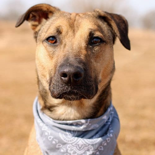Photo of Sade, adoptable Belgian Shepherd Malinois in East Smithfield, Pennsylvania