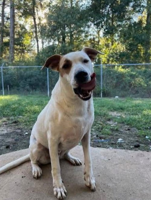 Photo of Simon Sez, adoptable Labrador Retriever in New Orleans, Louisiana