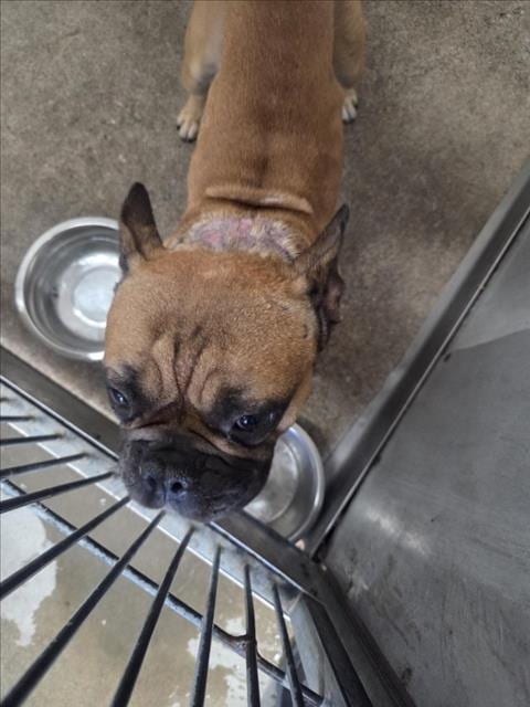 Photo of Sulley, adoptable French Bulldog in San Bernardino, California