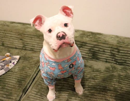 Photo of Pumba, adoptable Unknown breed in Durham, North Carolina