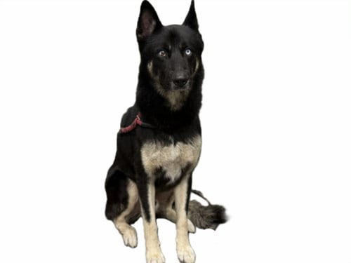 Photo of Gabriel, adoptable German Shepherd Dog in Los Angeles, California