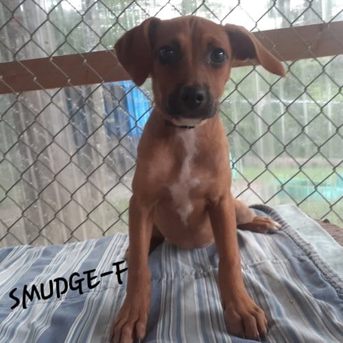 Photo of Smudge (3mo, 20lbs), adoptable Hound in Hinton, West Virginia