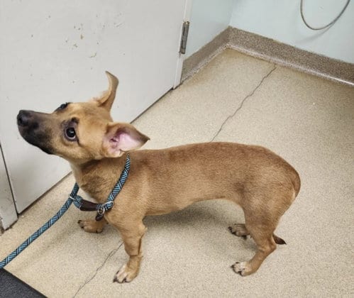 Photo of April, adoptable Miniature Pinscher in Fort Collins, Colorado