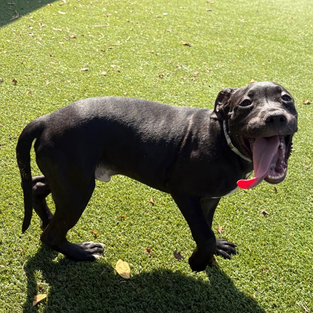 Photo of Fresca, adoptable Mixed Breed (Medium) in Houston, Texas