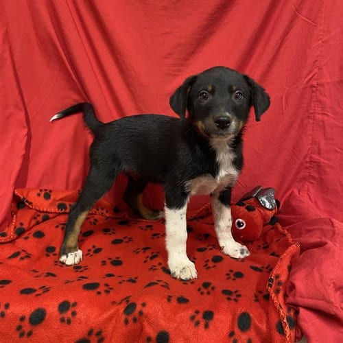 Photo of A614704, adoptable Australian Cattle Dog/Blue Heeler in Modesto, California