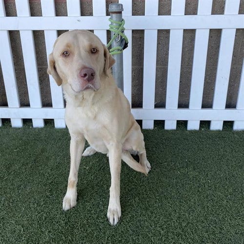 Photo of Kirbi, adoptable Labrador Retriever in Modesto, California