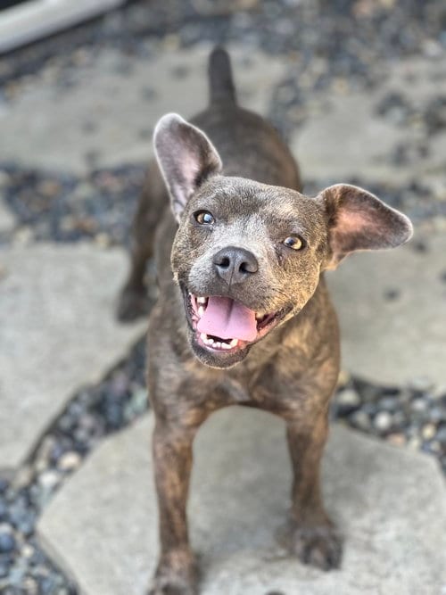 Photo of Scottie, adoptable Bulldog in Dana Point, California