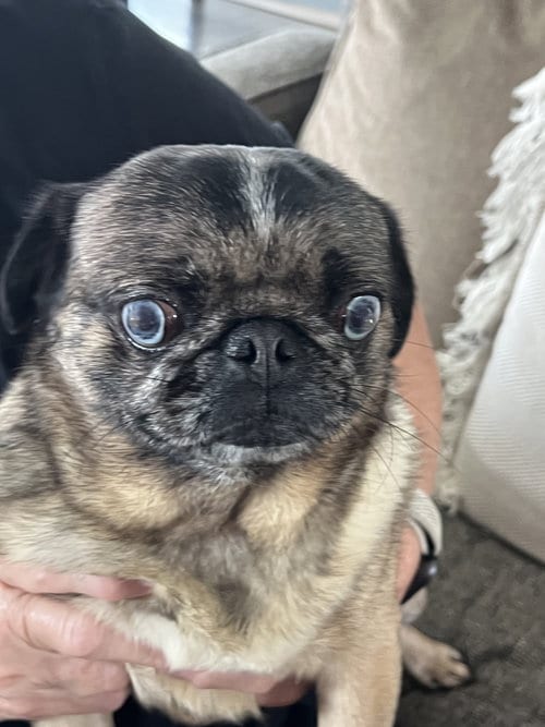 Photo of Hazel, adoptable Pug in Indianapolis, Indiana