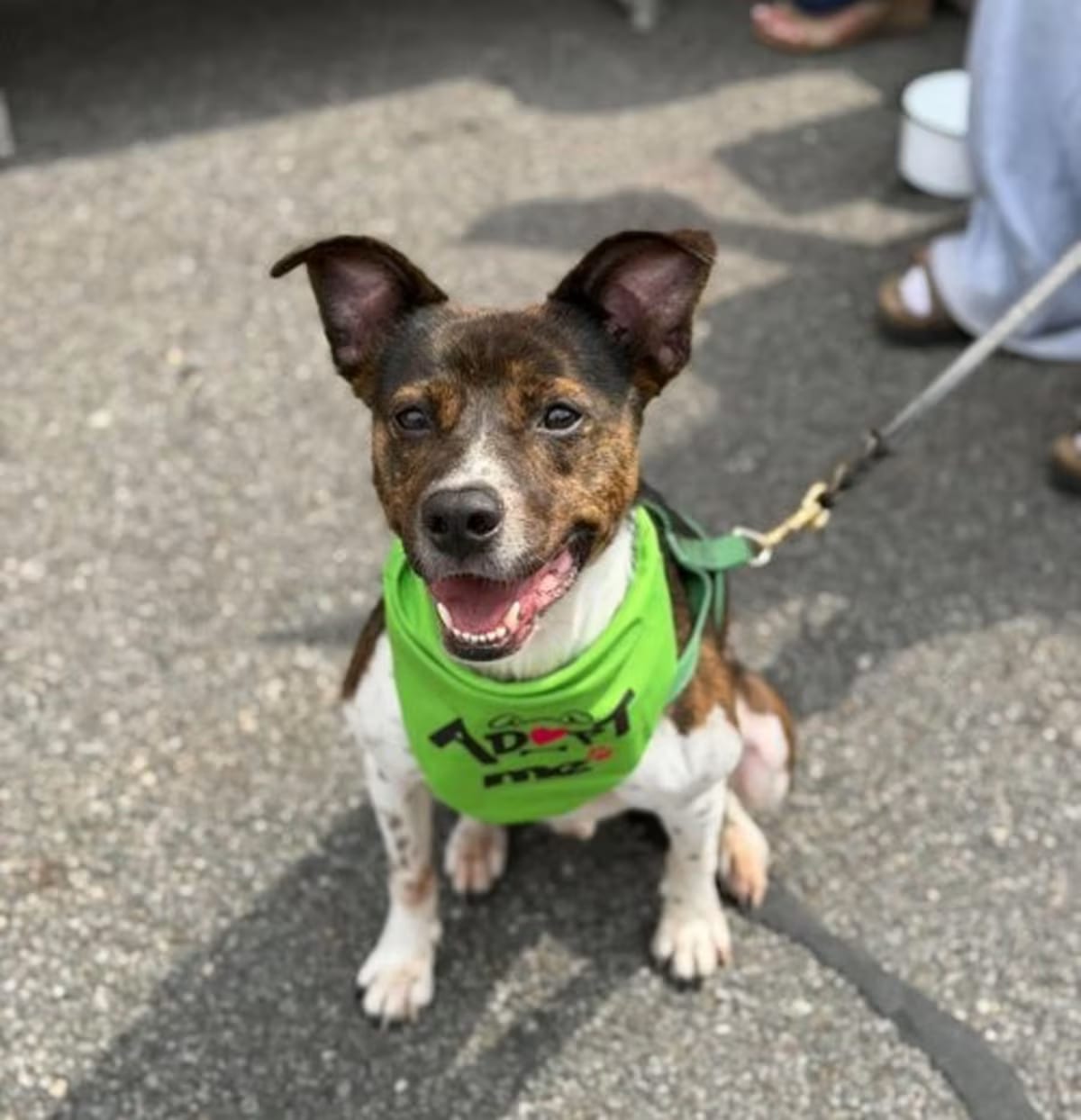 Photo of Coquito, adoptable Terrier (Unknown Type, Medium) Pointer in Westwood, New Jersey