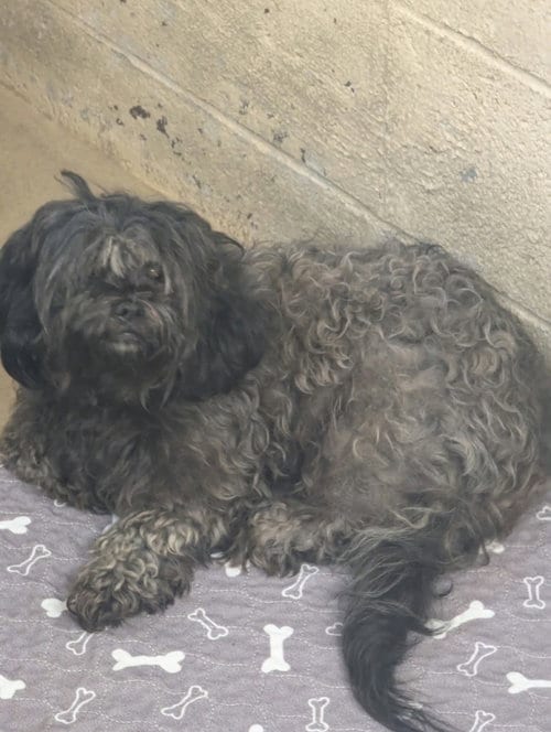 Photo of Angel, adoptable Shih Tzu in Waverly, Tennessee