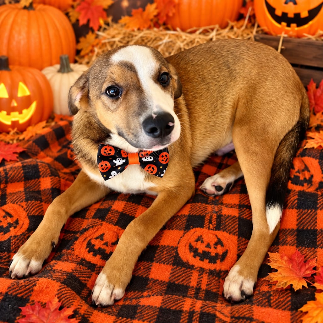 Photo of Backstreet Boy, adoptable Mixed Breed (Medium) in Binghamton, New York