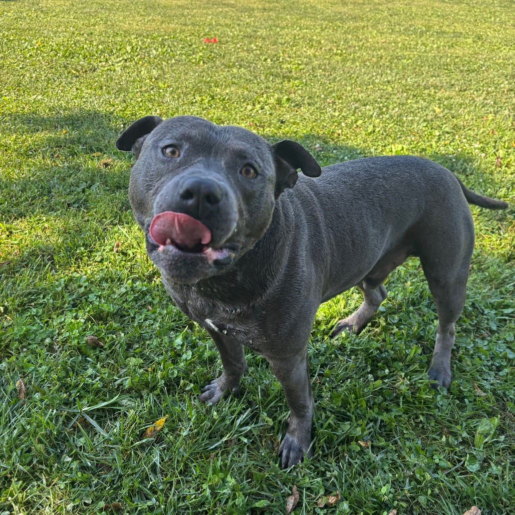 Photo of Macho, adoptable Terrier, American Pit Bull in Marshalltown, Iowa