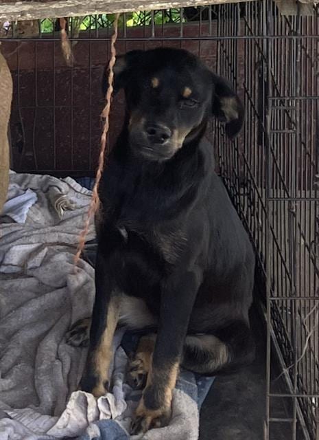 Photo of Bailey, adoptable Labrador Retriever in Grand Prairie, Texas
