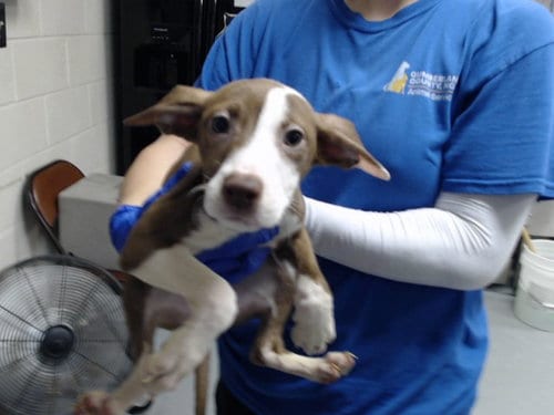 Photo of Sunshine, adoptable Pit Bull Terrier in Fayetteville, North Carolina