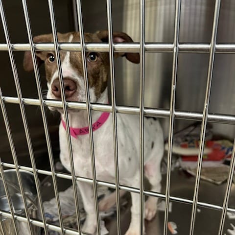 Photo of Arya, adoptable Mixed Breed (Large)