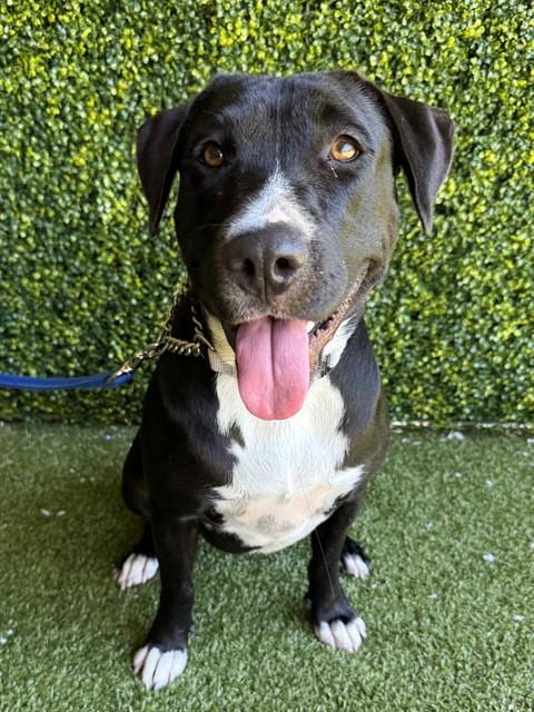 Photo of Honey Boo Boo, adoptable Labrador Retriever in Naples, Florida