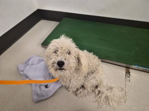 Photo of A165408, adoptable Poodle (Miniature) in Corona, California