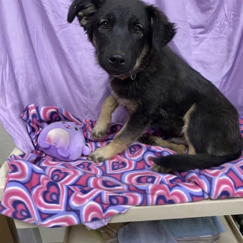 Photo of A615080, adoptable German Shepherd Dog in Modesto, California