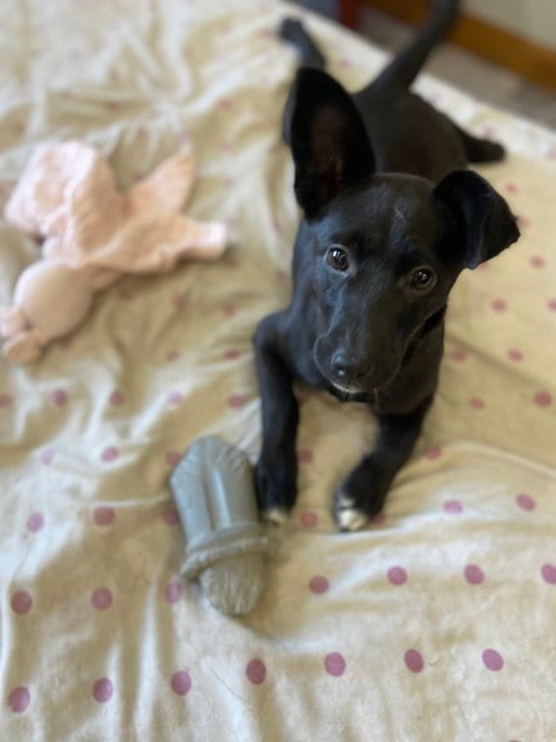 Photo of Lil Orphan Luna, adoptable Dachshund in Aurora, Indiana