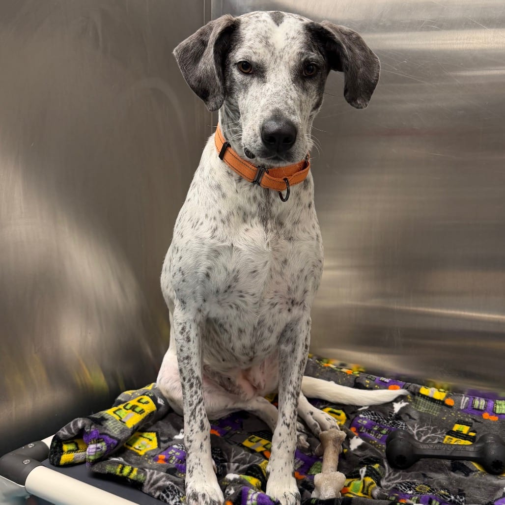Photo of Izzy, adoptable Great Dane