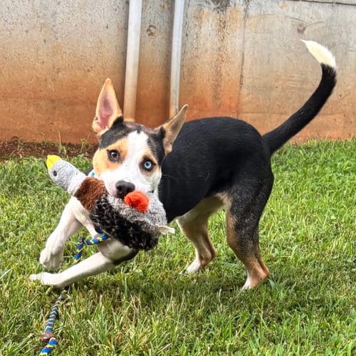 Photo of Lyra, adoptable Unknown breed in Shelburne, Vermont