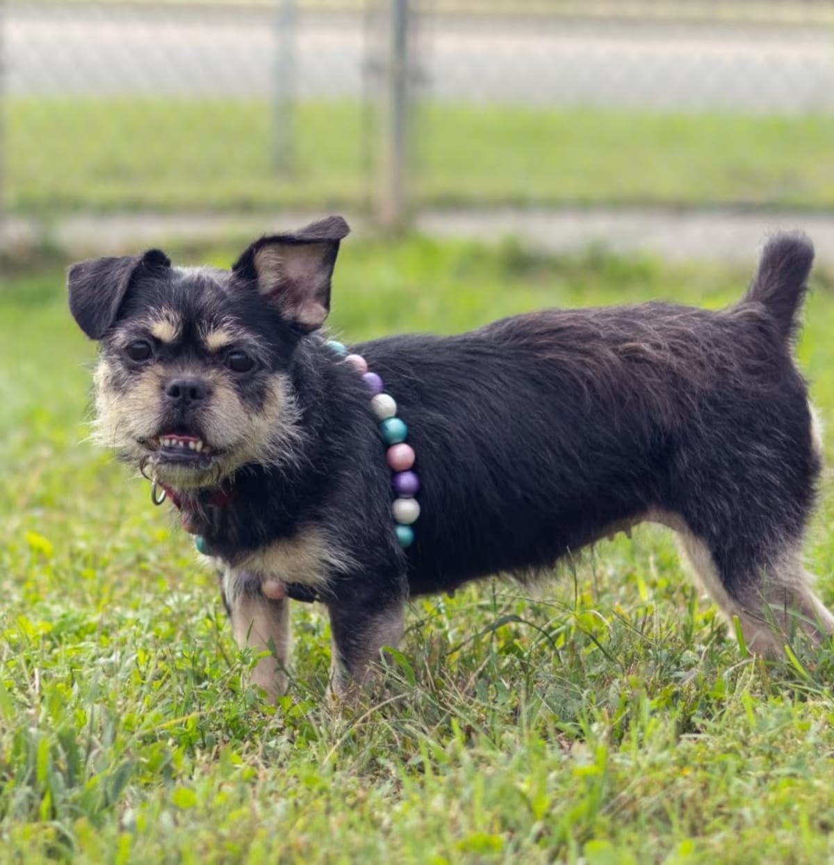 Photo of Lottie, adoptable Brussels Griffon in Wilmington, Delaware