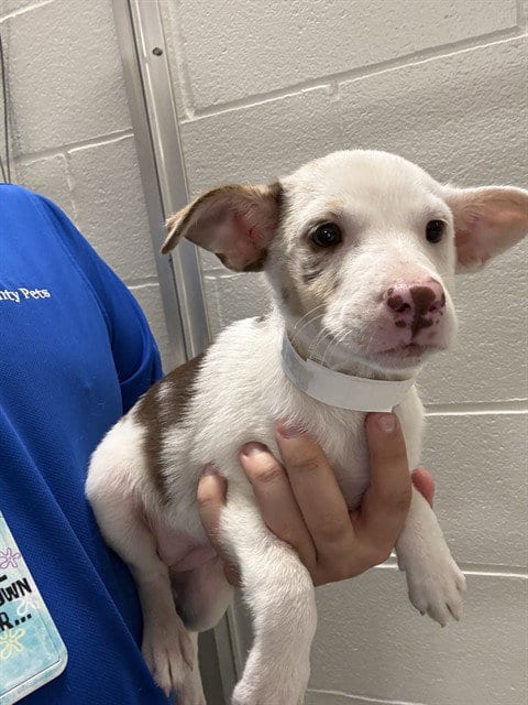 Photo of A661589, adoptable Labrador Retriever in Houston, Texas