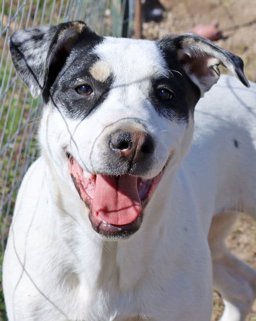Photo of Twinky, adoptable Hound in Green Forest, Arkansas