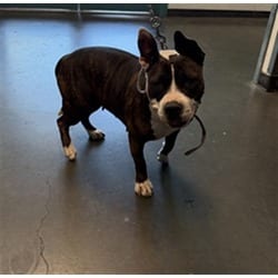 Photo of Iris, adoptable American Staffordshire Terrier in Chatsworth, California