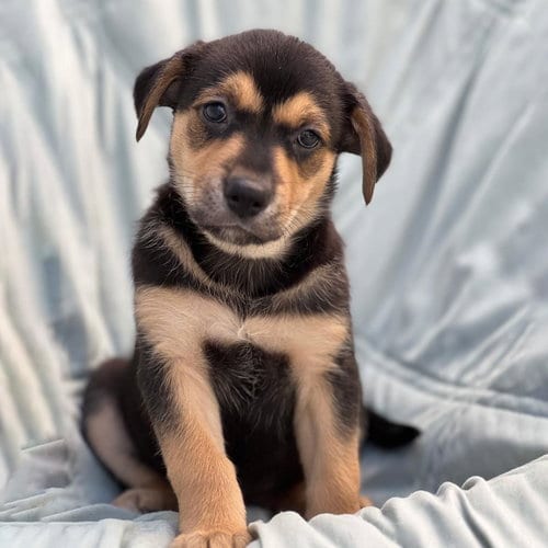Photo of Chess Pup - Pawn, adoptable Wirehaired Fox Terrier in San Diego, California